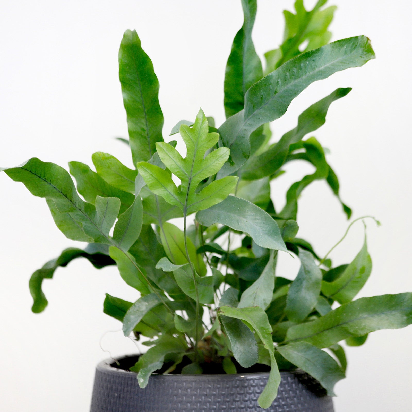 blue star fern candle Blue Star Fern (Phlebodium aureum) Distinctive Silvery Fronds – Mad Lilies