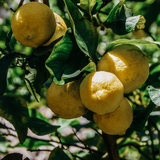 St Eval Scented Tealights – Hand-Poured Cornish Candles