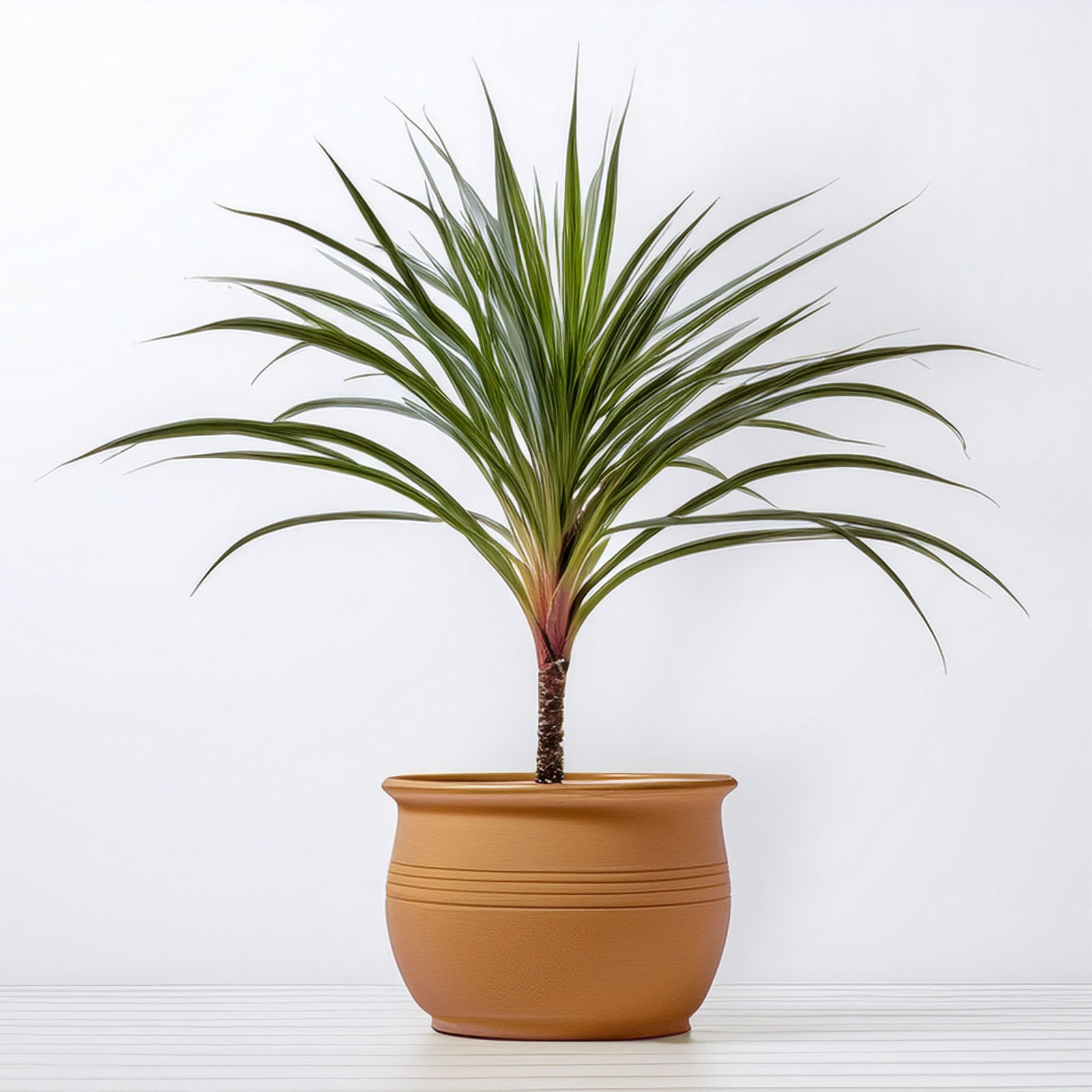 indoor plant dragon Dragon Tree (Dracaena marginata) 80cm Tall Indoor Houseplant – Mad Lilies