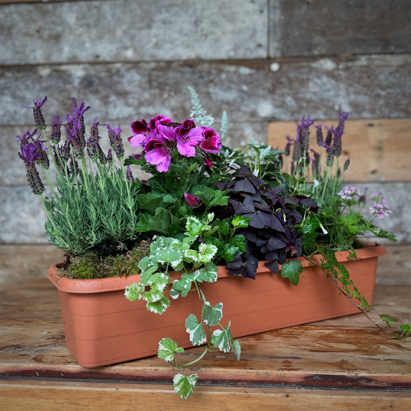 window box planters uk Seasonal Window Gardens Planter