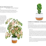 Plant: Houseplants – Choosing, Styling & Caring