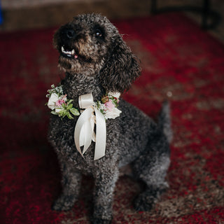 Wedding Dog Collar