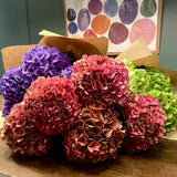 Autumnal Hydrangea En Mass