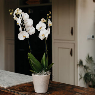 White Phalaenopsis Orchid Planter