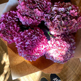 Autumnal Hydrangea En Mass