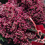 Pink Pepperberry Bundle – Natural Dried Stems for Wreaths & Floral Arrangements
