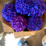 Autumnal Hydrangea En Mass