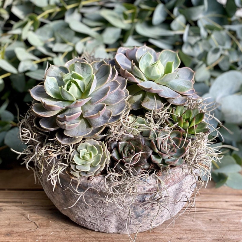 succulent planter uk Rustic Succulent Planter – Mad Lilies