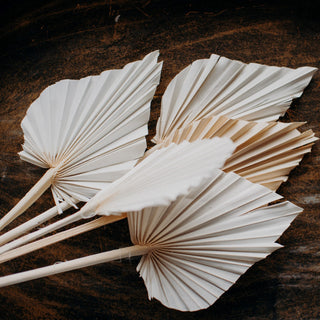 Dried Palm Spear Leaves