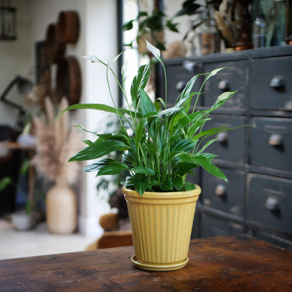 Peace Lily Planter Mad Lilies