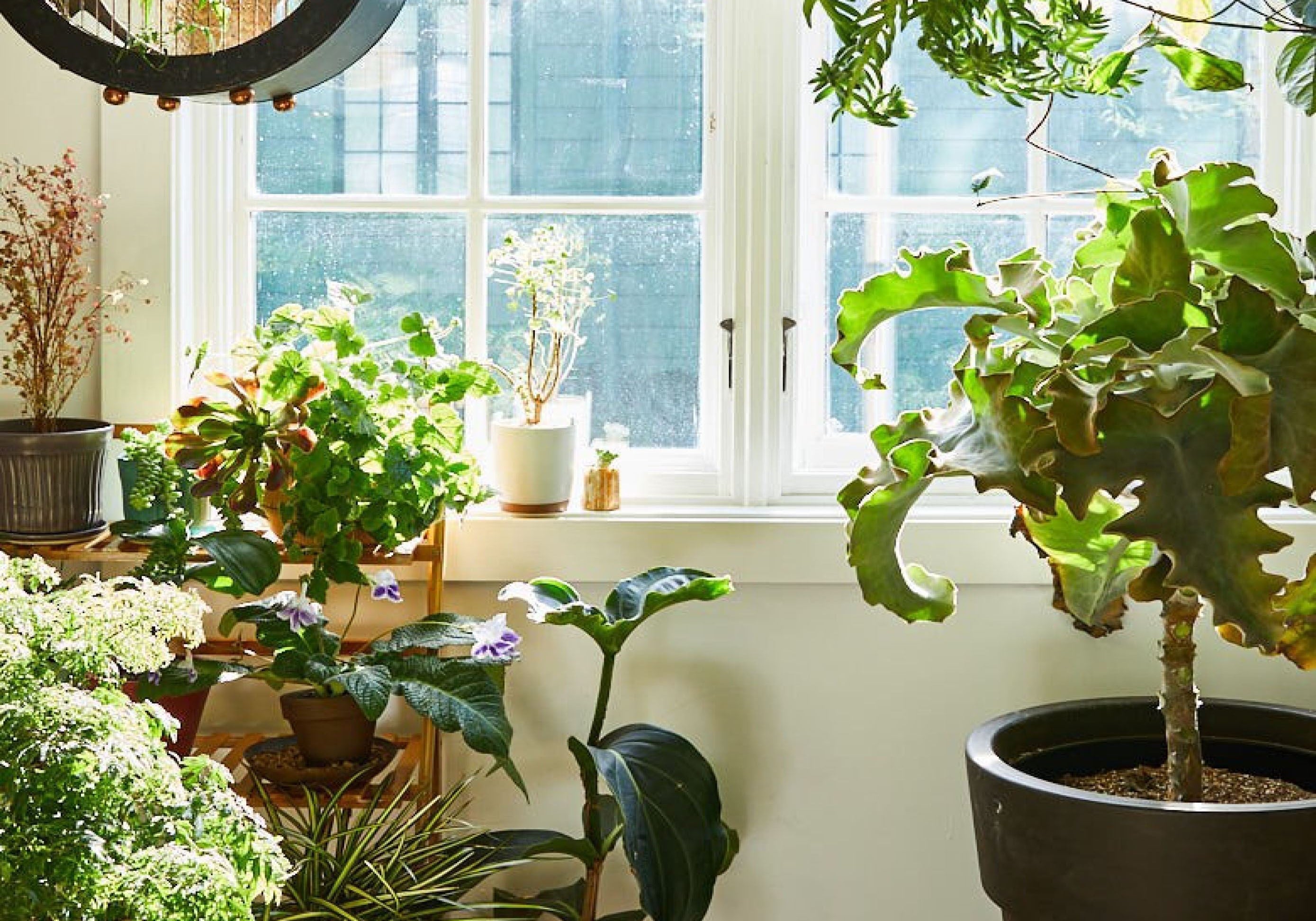 How to Keep Houseplants Alive While You're on Holiday | 5 Easy Plant Care Tips