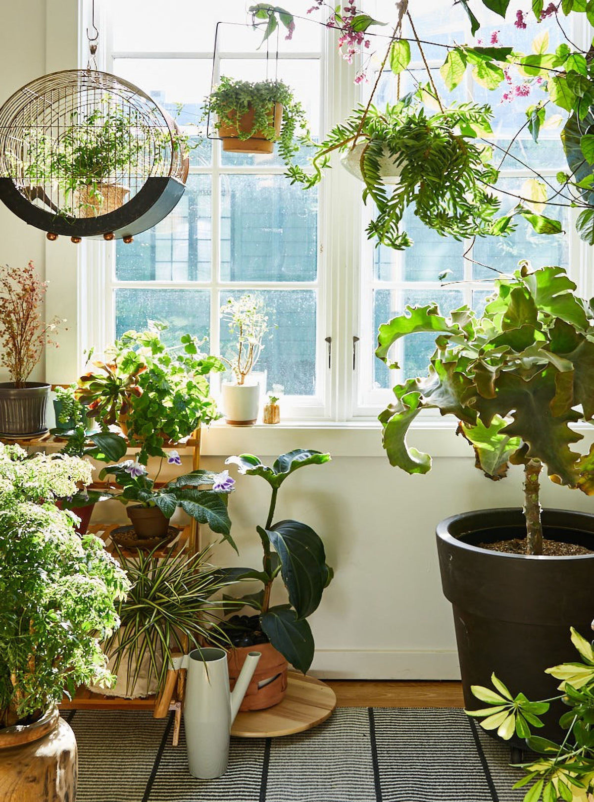 How to Keep Houseplants Alive While You're on Holiday | 5 Easy Plant Care Tips