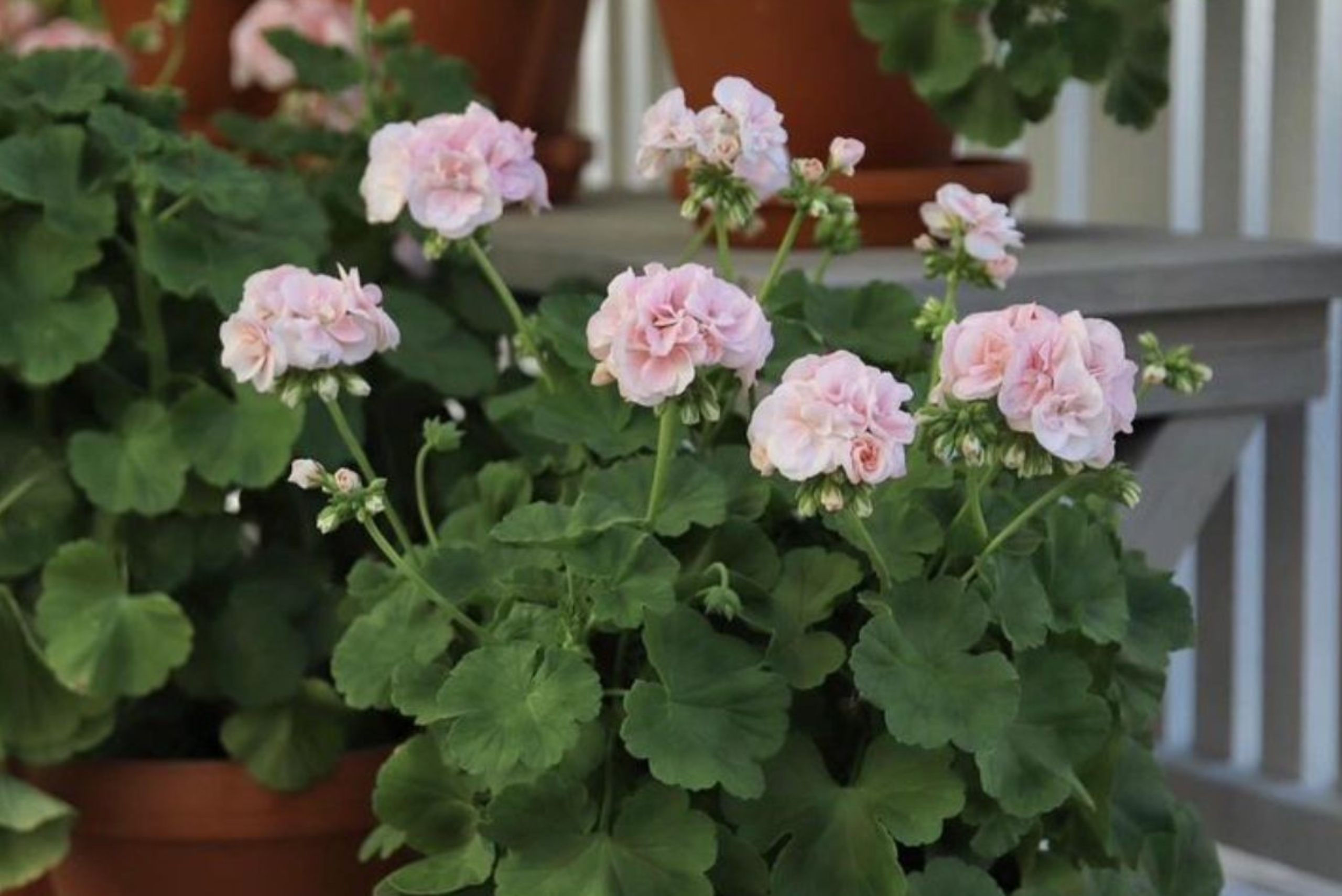 Geranium: The Scent That Never Goes Out of Style
