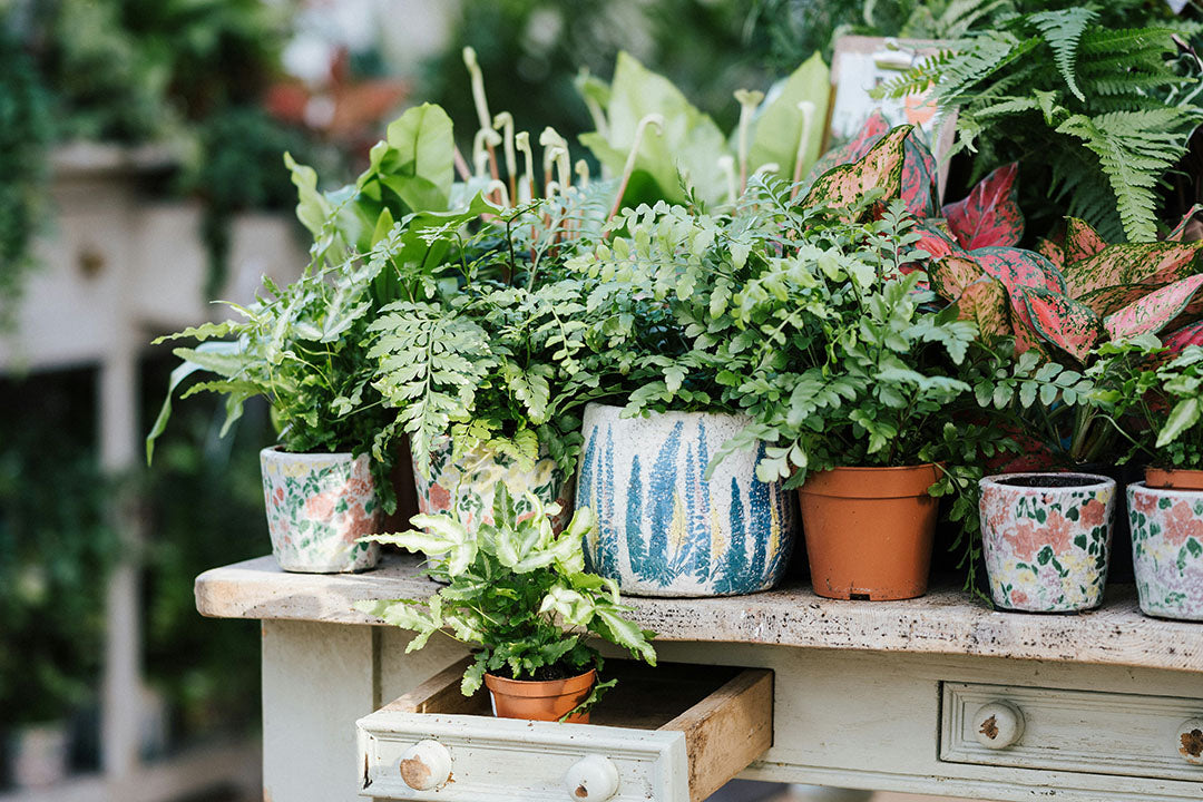 Collection of seasonal houseplants in baskets and terracotta containers on a wooden bench with ball of string