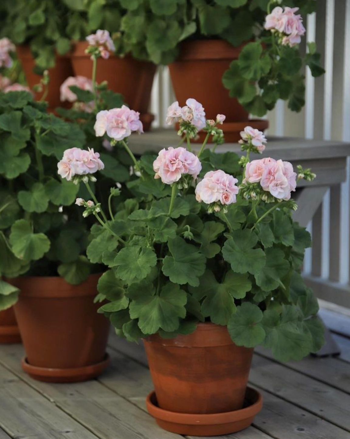 The Geranium Collection