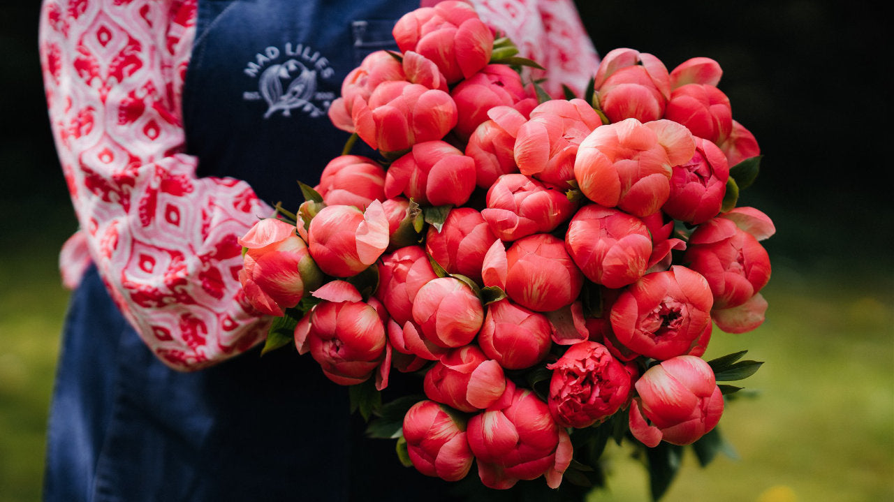 Coral Charm peonies en masse held by a florist in a denim apron