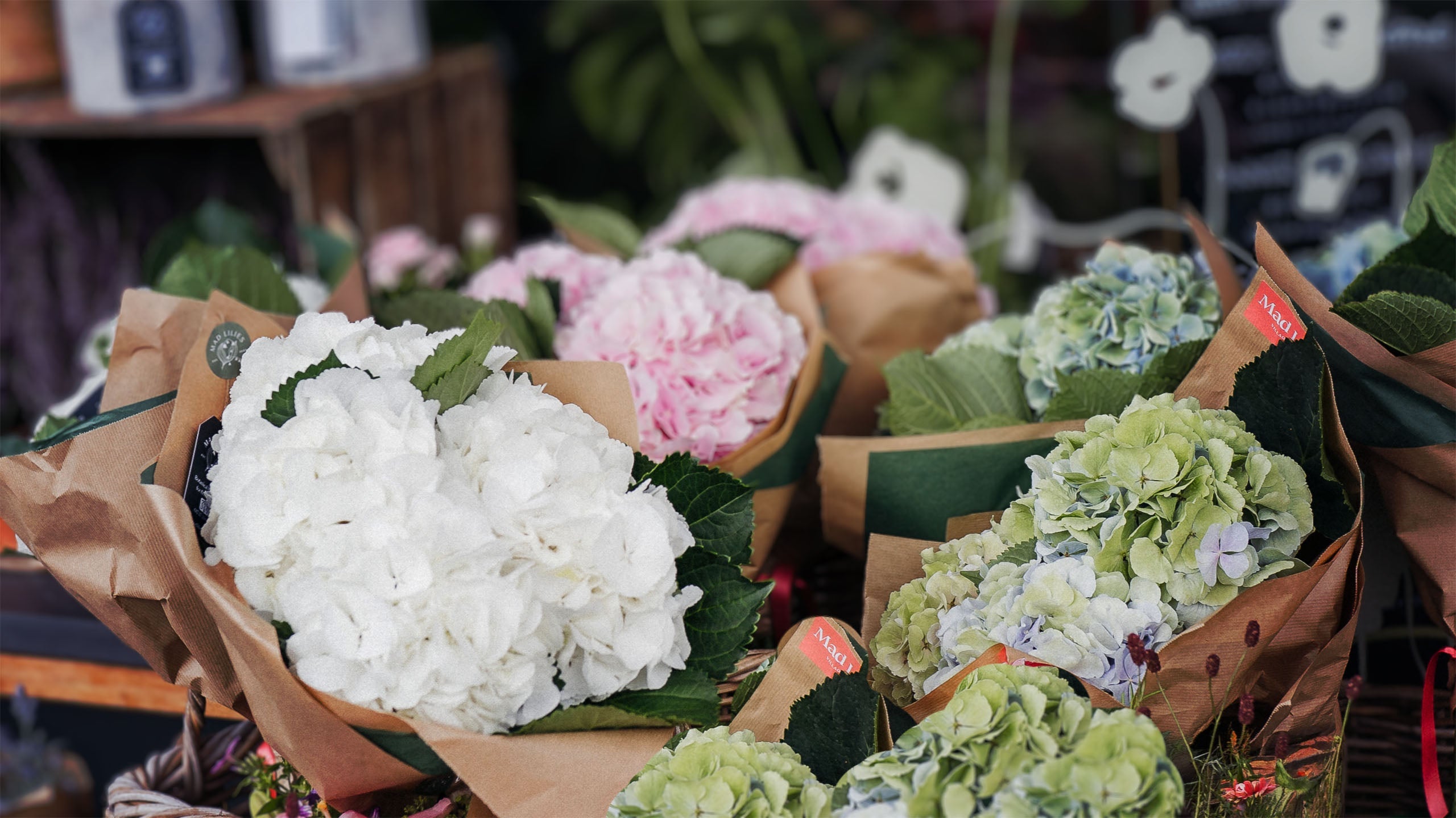 Luxury Hydrangeas Stems in White, Pink, Blue & Green