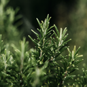 St Eval Bay & Rosemary Hand Lotion