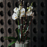 White Phalaenopsis Orchid Planter – 2 Stems of Elegant Blooms
