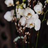 White Phalaenopsis Orchid Planter – 2 Stems of Elegant Blooms