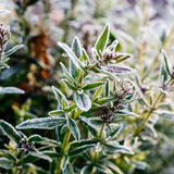 St Eval Winter Thyme Scented Christmas Tealights