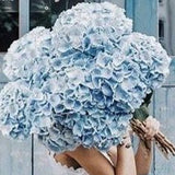 Hydrangea En Mass