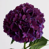Hydrangea En Mass