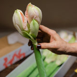 Christmas Amaryllis Stems – Luxury Box of 12 fresh stems