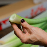 Christmas Amaryllis Stems – Luxury Box of 12 fresh stems