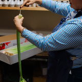 Christmas Amaryllis Stems – Luxury Box of 12 fresh stems