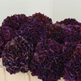 Autumnal Hydrangea Heaven