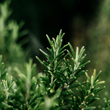 St. Eval Bay & Rosemary Potager Multiwick Bowl