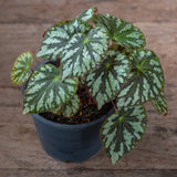 Painted Leaf Begonia