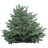 Fresh Blue Spruce Bundle – Christmas Greenery (10 Branches)