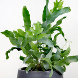 Blue Star Fern