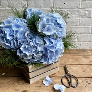 Powder Blue Hydrangea En Mass