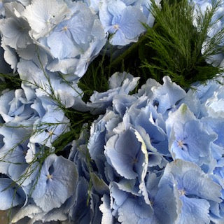 Powder Blue Hydrangea En Mass