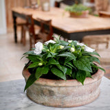 Busy Lizzy Rustic Planter
