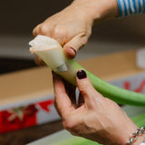 Christmas Amaryllis Stems – Luxury Box of 12 fresh stems