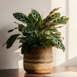 Rattlesnake Plant