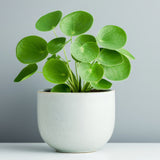 Chinese Money Plant