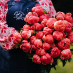 Coral Sunset peony stems featuring large blooms in coral, blush pink and cream tones.