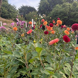 Late Summer Dahlias Floristry Workshop | Banstead, Surrey | Mad Lilies