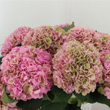 Autumnal Hydrangea Heaven