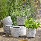 Set of patterned ceramic planters with plants on a wooden surface