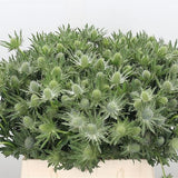 Eryngium Thistle – Fresh Sea Holly Stems