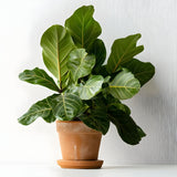 Potted fiddle leaf fig plant on a white surface with a neutral background