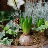 The Winter Duchess | Green & White Seasonal Planter