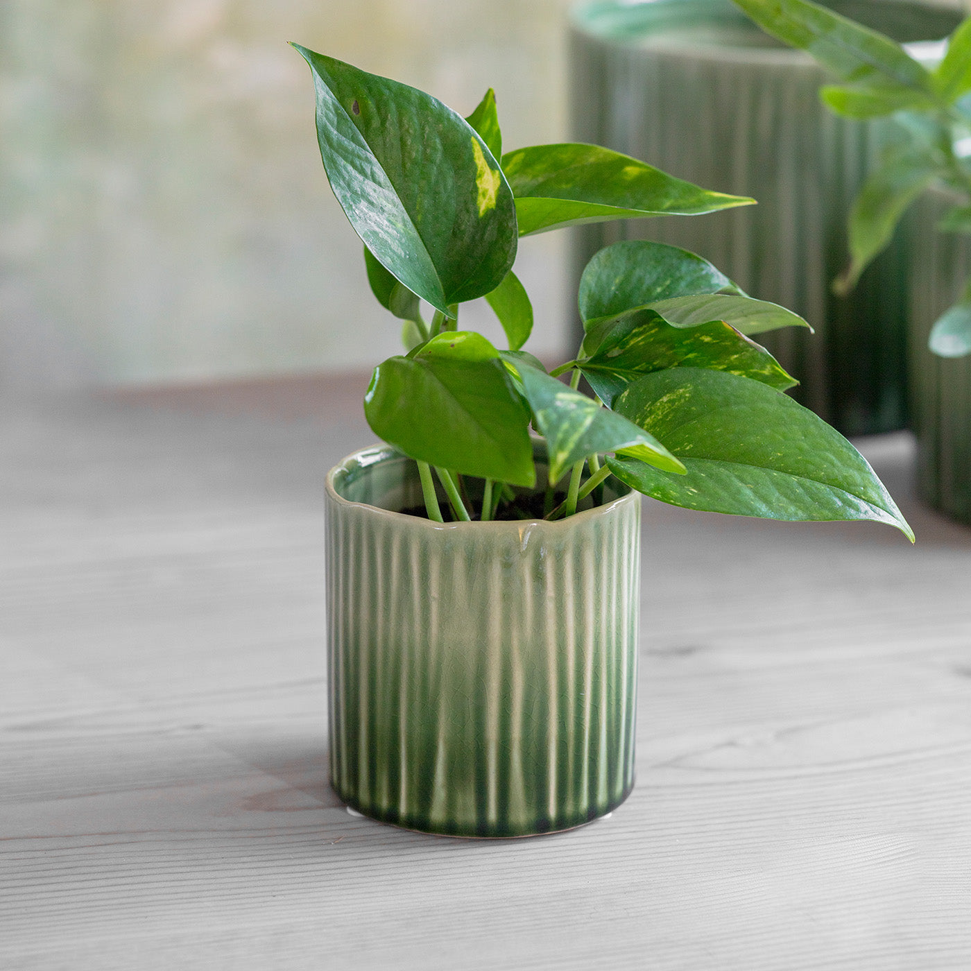 Green ceramic plant pot