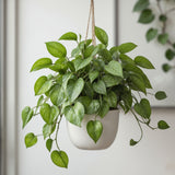 Hanging Satin Pothos